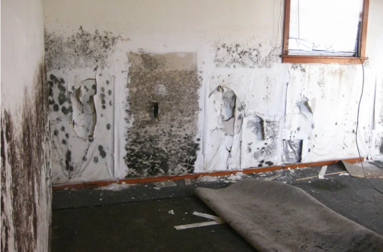 Mold growth on damaged interior walls